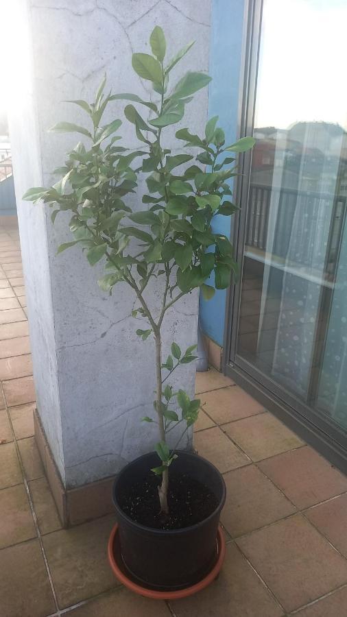 Atico 2 Terrazas Lemasalud Apartment Ares Luaran gambar